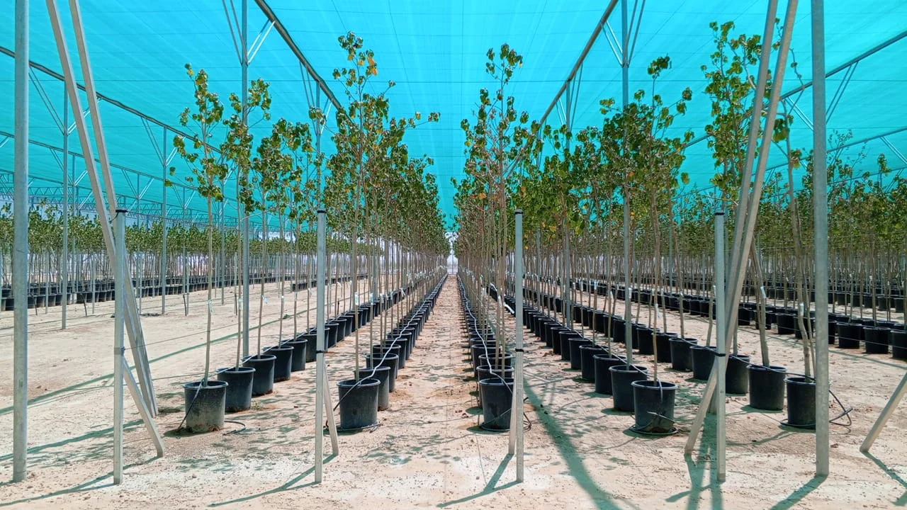 UID tree nursery under shadehouse netting
