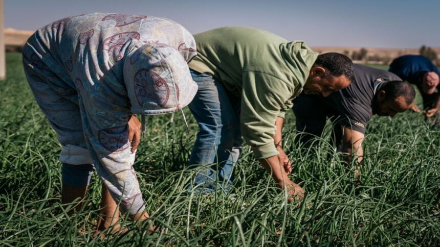 المزارعون.. كيف نساعدهم على الوصول إلى الأسواق العالمية؟