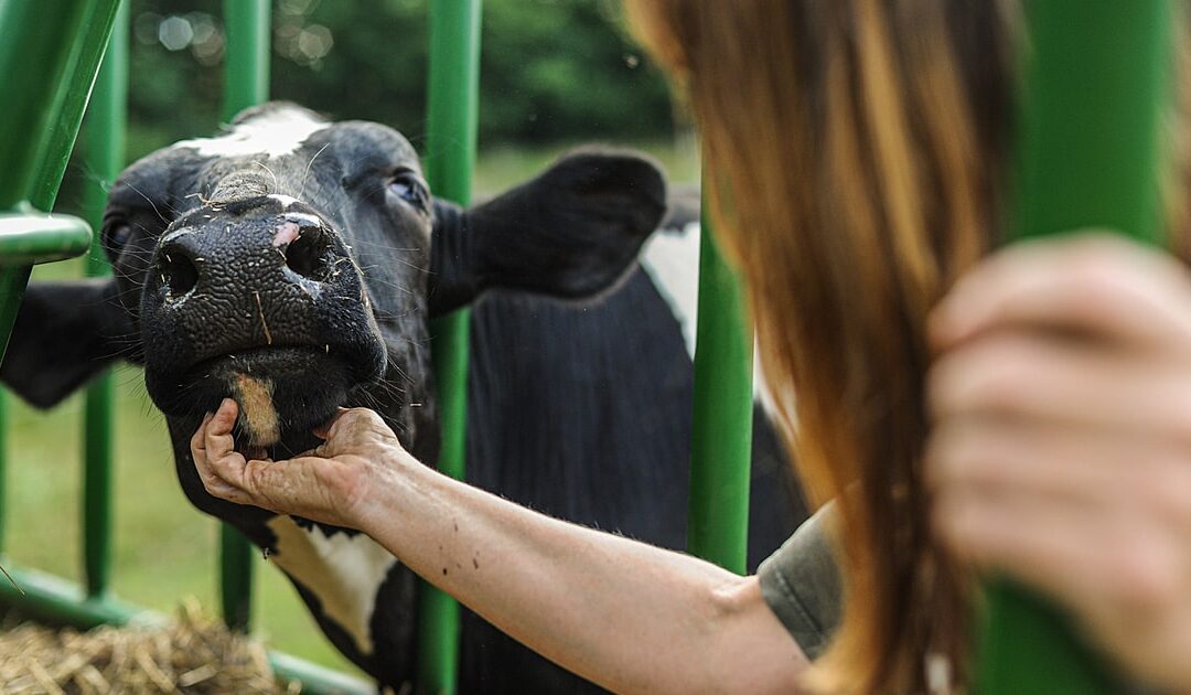 Livestock & Dairy: Meat & More